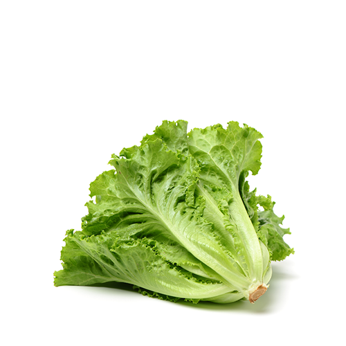 Lettuce Leaves (Small Size)