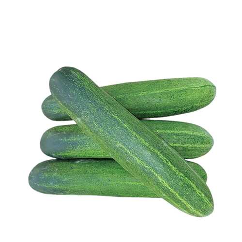 Hybrid Shosha (Hybrid Cucumber)~500Gm